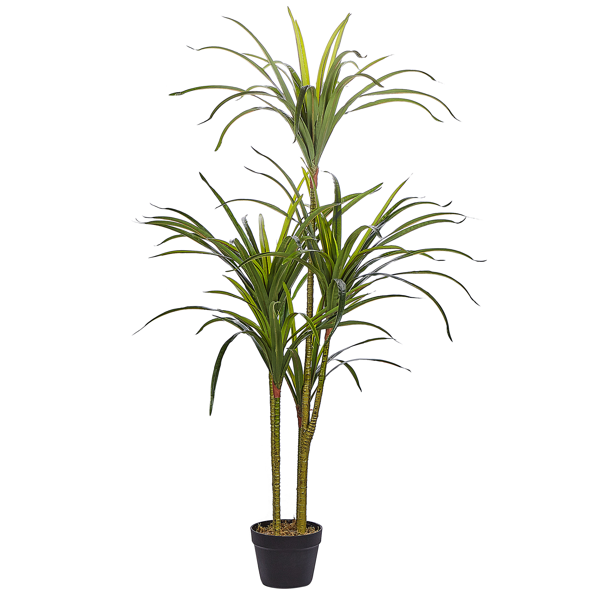 Kunstig plante DRACAENA ANITA 147 cm Grøn